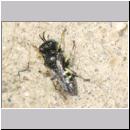 Oxybelus bipunctatus - Fliegenspiesswespe m10 4mm - Sandgrube Niedringhaussee.jpg